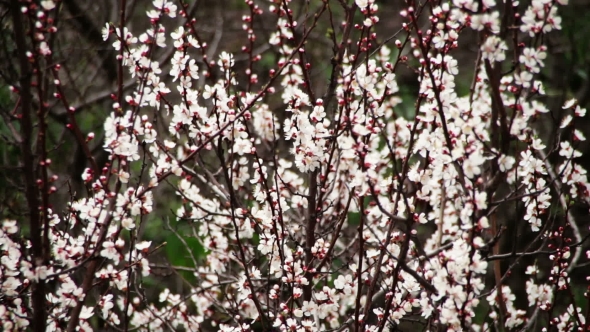 Apricot Flower Blooming In Spring alt