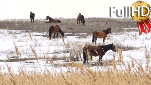 Horses Graze in Early Spring Among Snow Thawed alt