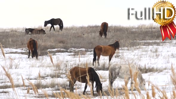 Horses Graze in Early Spring Among Snow Thawed alt