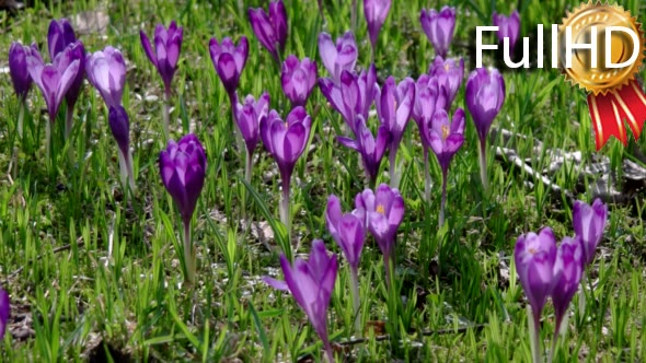 Field of Crocus Flower on Spring Sunny Day