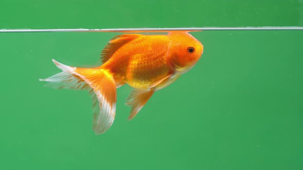 Gold Fish On Green Screen Background alt