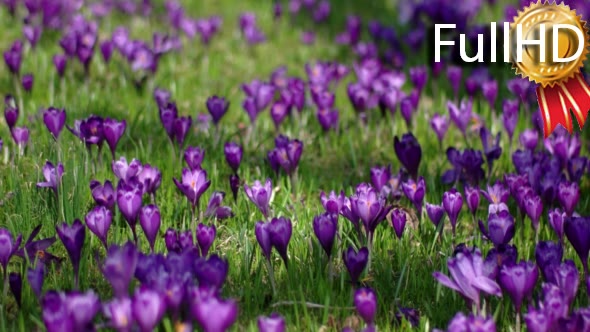 Field of Blooming Crocuses in the Mountains at