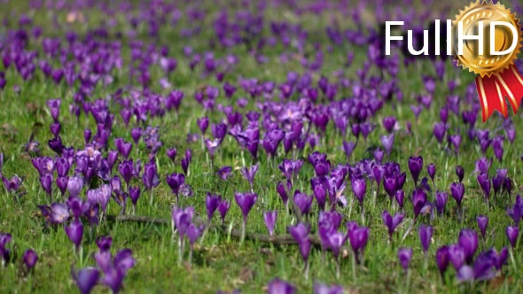 Crocus is a Genus of Flowering Plants in the Iris alt