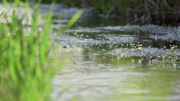 Water Moving On Lakeshore During Sunny Day alt