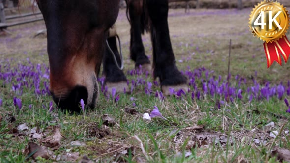 Chestnut Horse Grazing in a Field of Crocus