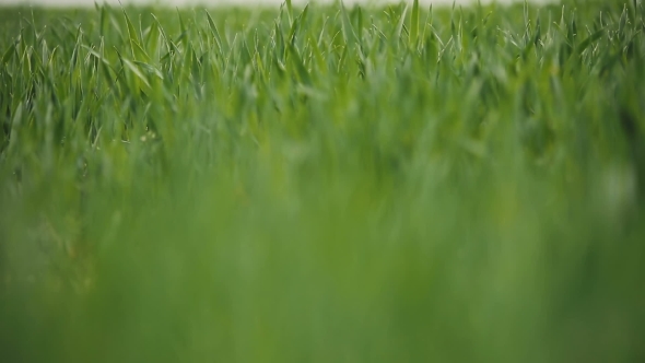 Field Of Green Wheat Leaves