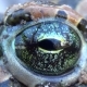 Spotted Toad Frog Blinking Eye. - VideoHive Item for Sale