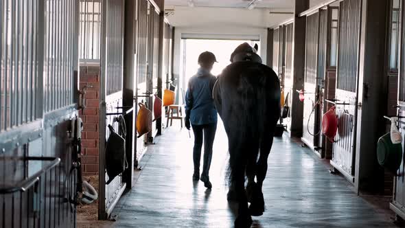 The Rider Leads the Black Friesian Horse Out of the Stall alt