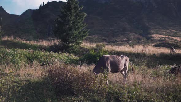 Val Gardena, Dolomites, Italy. Cow or calf pasture in a field, quality food production concept and m alt