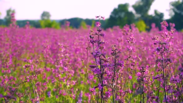 Field of Purple Flowers in Summer