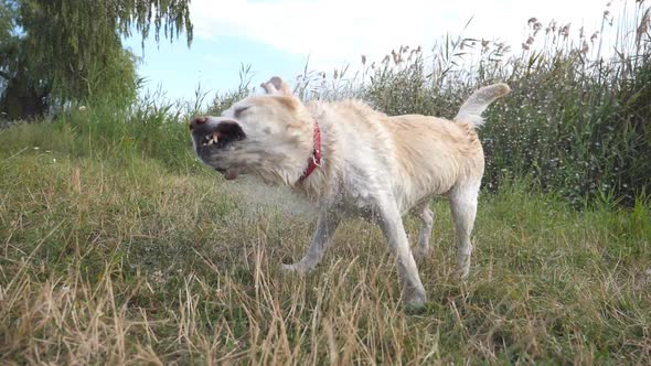 Wet Dog Shaking Off Water From His Fur Near Lake at Nature. Golden Retriever or Labrador After Swims alt