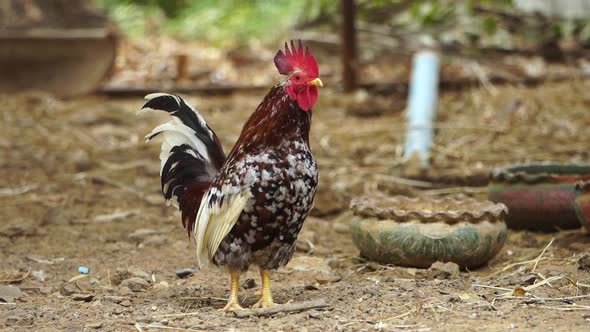 slow-motion of chicken in farm