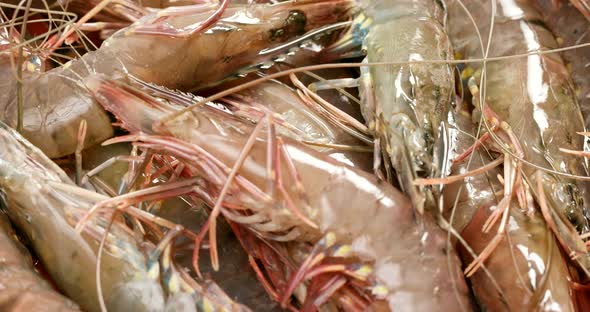 Fresh raw shrimp alt