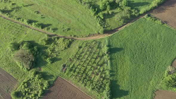 Slow flying over the agricultural land trees and fields after sunrise 4K aerial video alt
