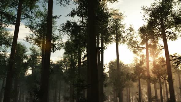 Morning With Sunrays Shining 1 alt