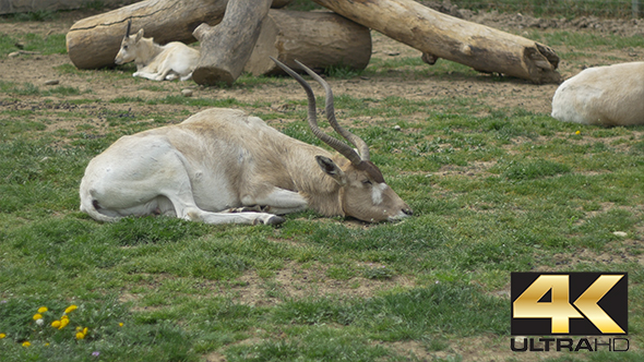 Kob Antelope Laying alt