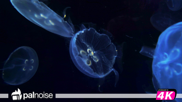 Jellyfish Sea Ocean