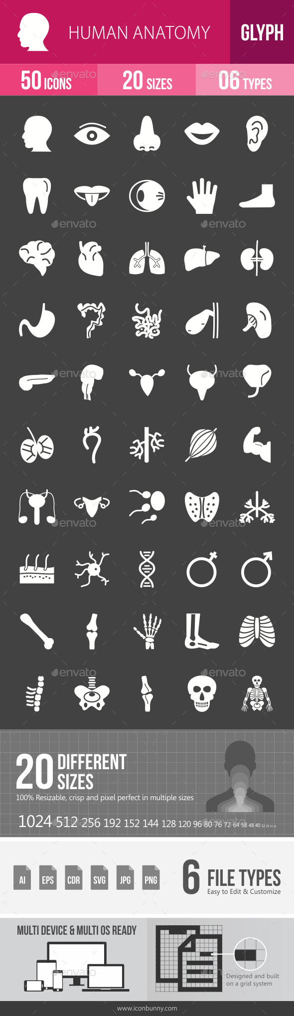 Human Anatomy Glyph Inverted Icons - Icons