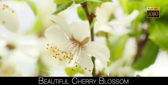 Beautiful Cherry Blossom 13 alt