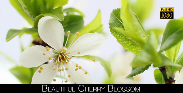 Beautiful Cherry Blossom 16 alt