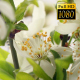 Beautiful Cherry Blossom 17 - VideoHive Item for Sale