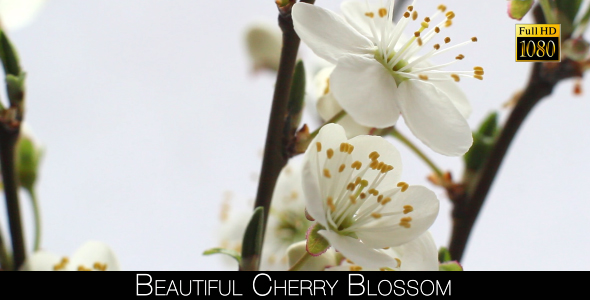 Beautiful Cherry Blossom 21 alt