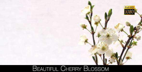 Beautiful Cherry Blossom 22 alt