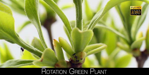 Rotation Green Plant alt