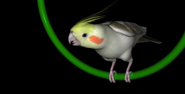 Cockatiel Parrot - Loop alt