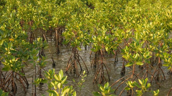 Mangrove alt