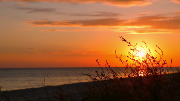 Sunset on the Beach and Grass alt