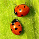 Ladybugs - VideoHive Item for Sale