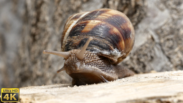 Snail Movement