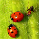 Ladybugs - VideoHive Item for Sale