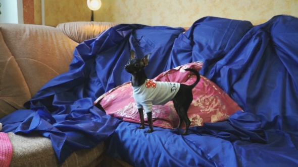 Dog Toy-terrier Catches a Toy On a Blue Sofa