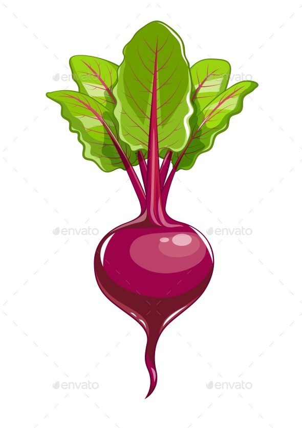 Fresh Beet with Leaf - Food Objects