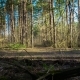 timelapse in the old fairy forest at sunset. footpath with trees. a reserved area. clean environment - VideoHive Item for Sale