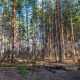 the woods at sunset. old vintage trees are protected. a wildlife sanctuary. clean environment - VideoHive Item for Sale