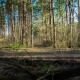 old pine forest at sunset. protection of nature. the sun through the leaf trees. ecology - VideoHive Item for Sale