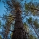 old pine tree in the forest at sunset. retro wood. timelapse - VideoHive Item for Sale