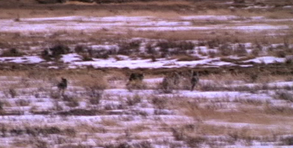 Wolves Run Across Tundra