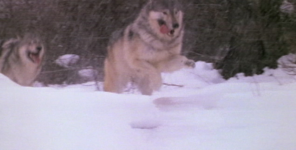 Wolves Run Through Snowy Forest