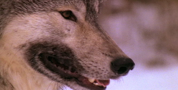 Wolf Close Up Head Shot