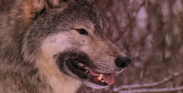 Wolf Close Up Profile Shot