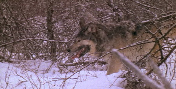Wolf Walks Through Snowy Forest