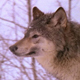 Wolf Walks Through Snowy Forest Sniffing Air - VideoHive Item for Sale