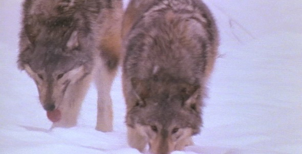 Wolves Tracking a Scent in Snow