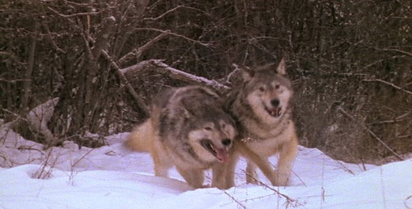 Wolves Run Through Snowy Forest 3