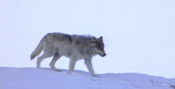 Wolf Walks on Snowy Ridge