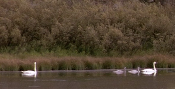 Swan Family Floats Across Pond